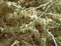 Haloxylon salicornicum